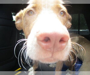 American Pit Bull Terrier Dogs for adoption in Ocala, FL, USA