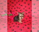 Small Photo #6 Yorkshire Terrier Puppy For Sale in LAPEER, MI, USA