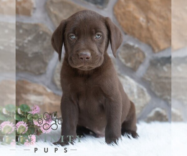 Medium Photo #4 Labrador Retriever Puppy For Sale in MIFFLINTOWN, PA, USA