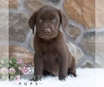 Small #3 Labrador Retriever