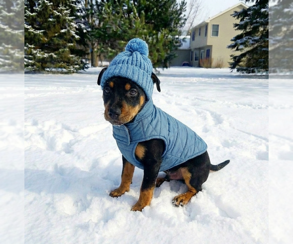 Medium Photo #7 Chiweenie Puppy For Sale in Grovertown, IN, USA