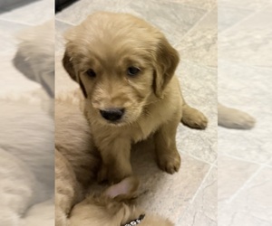Golden Retriever Puppy for sale in PORTALES, NM, USA