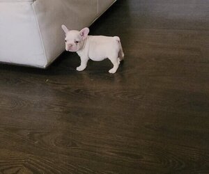 French Bulldog Puppy for sale in HOLLYWOOD, FL, USA
