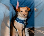 Small #4 Mutt