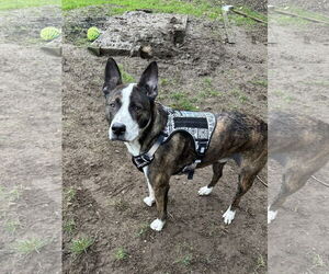 American Pit Bull Terrier-American Staffordshire Terrier Mix Dogs for adoption in Bend, OR, USA