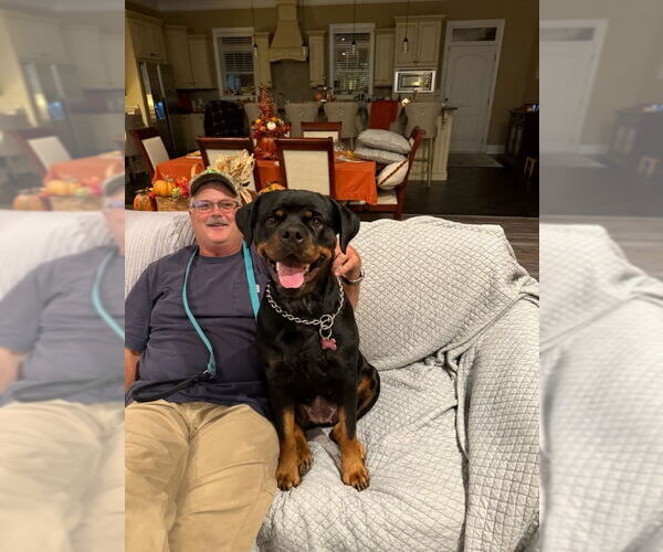 Medium Photo #6 Rottweiler Puppy For Sale in White Hall, AR, USA