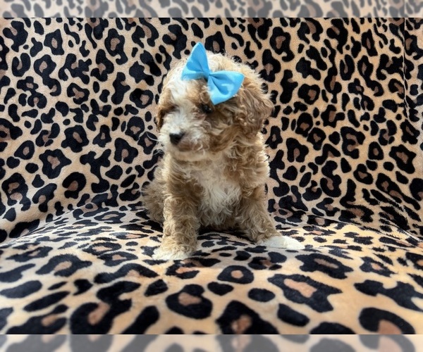 Medium Photo #4 Cockapoo (Miniature) Puppy For Sale in LAKELAND, FL, USA