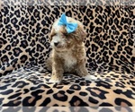 Small #3 Cockapoo (Miniature)