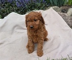 Puppy Xena Irish Doodle