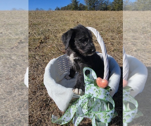 Medium Photo #3 Anatolian Shepherd-Sheepadoodle Mix Puppy For Sale in ALEXANDER, NC, USA
