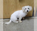Small #6 Bichon Frise