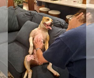 Darlin' - Female American Pit Bull Terrier-American Staffordshire Terrier Mix Dog for Adoption - Photo #2