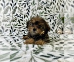 Small #3 Shorkie Tzu