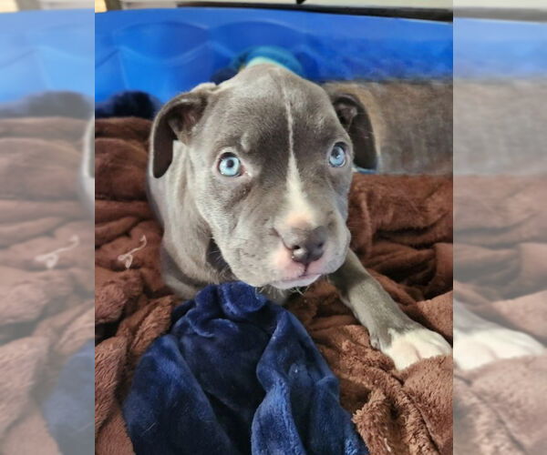 Medium Photo #4 Mutt Puppy For Sale in Cliffwood, NJ, USA