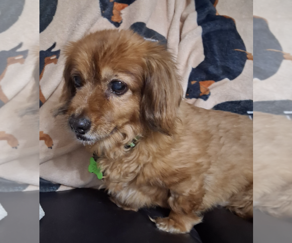 Medium Photo #3 Dachshund-Unknown Mix Puppy For Sale in Weston, FL, USA