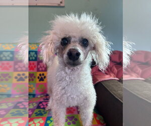 Poodle (Miniature) Dogs for adoption in Pacolet, SC, USA