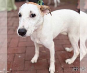 Lexi Dee - Female Retriever -Unknown Mix Dog for Adoption - Photo #10