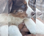 Small #1 Australian Shepherd