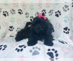Small #3 ShihPoo