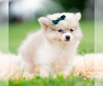 Small Photo #49 Pomeranian Puppy For Sale in WARSAW, IN, USA