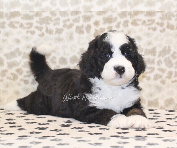Medium Photo #4 Miniature Bernedoodle Puppy For Sale in DENVER, PA, USA