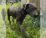 Small #4 Labrador Retriever Mix