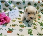 Small Photo #9 Maltipoo (Miniature) Puppy For Sale in BROOKFIELD, MO, USA