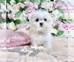 Small Photo #55 Maltese Puppy For Sale in HAYWARD, CA, USA