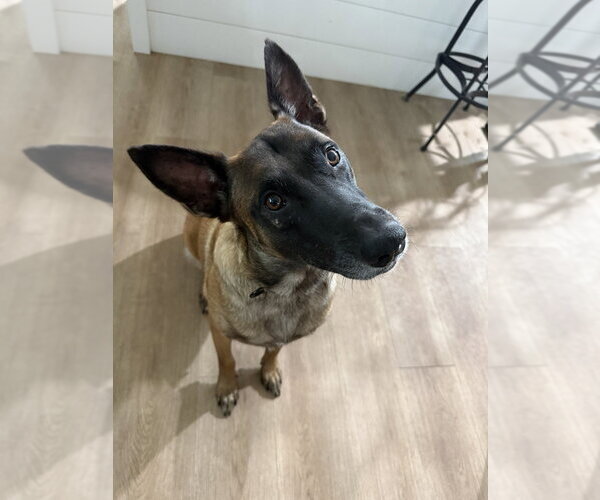 Medium Photo #4 Mutt Puppy For Sale in Imlay City, MI, USA