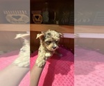 Small #6 Yorkshire Terrier