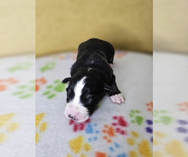 Medium Photo #1 Australian Shepherd Puppy For Sale in PHOENIX, AZ, USA