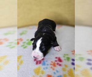 Australian Shepherd Puppy for sale in PHOENIX, AZ, USA