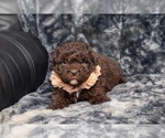 Image preview for Ad Listing. Nickname: Mocha