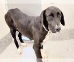 Small #1 Labrador Retriever Mix