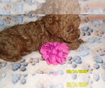 Small Poodle (Toy)