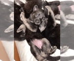 Small Photo #5 German Shepherd Dog Puppy For Sale in RAVENDEN, AR, USA