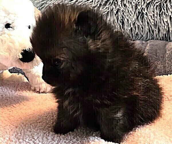 Medium Photo #7 Pomeranian Puppy For Sale in MENIFEE, CA, USA