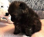 Small #6 Pomeranian