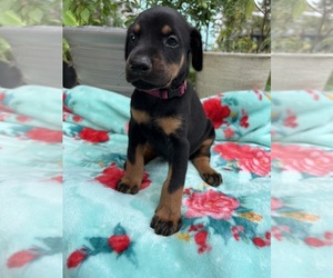 Doberman Pinscher Puppy for sale in BAY CITY, TX, USA