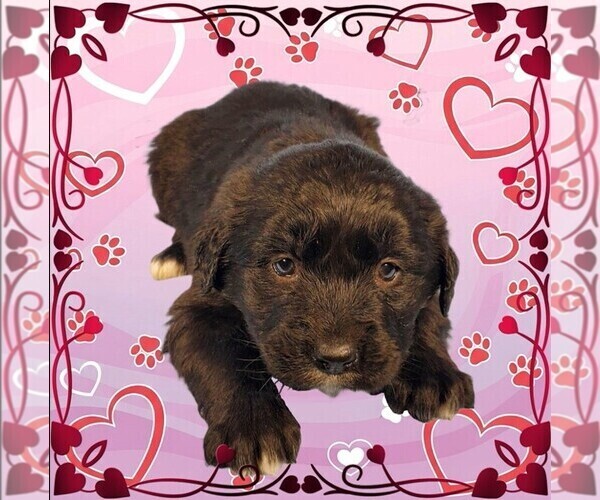 Medium Photo #33 Golden Mountain Dog Puppy For Sale in BLACK FOREST, CO, USA