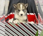 Small Photo #56 Pomsky-Shiba Inu Mix Puppy For Sale in NASHUA, NH, USA