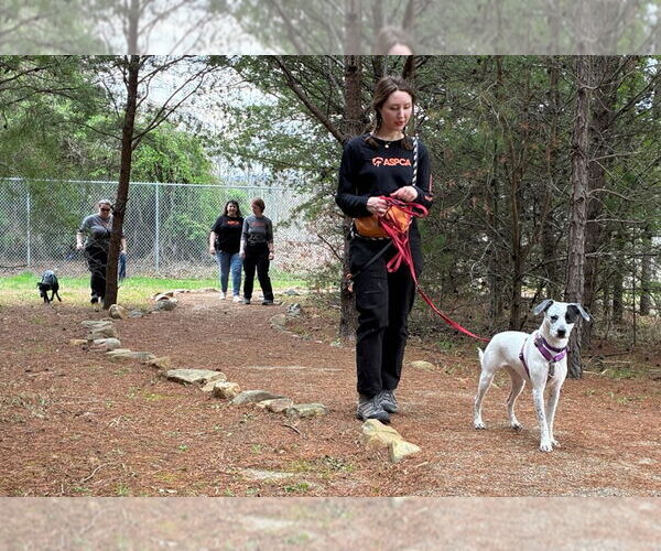 Medium Photo #8 Mutt Puppy For Sale in Weaverville, NC, USA