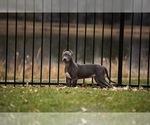 Small Photo #5 American Bully Puppy For Sale in COON RAPIDS, MN, USA