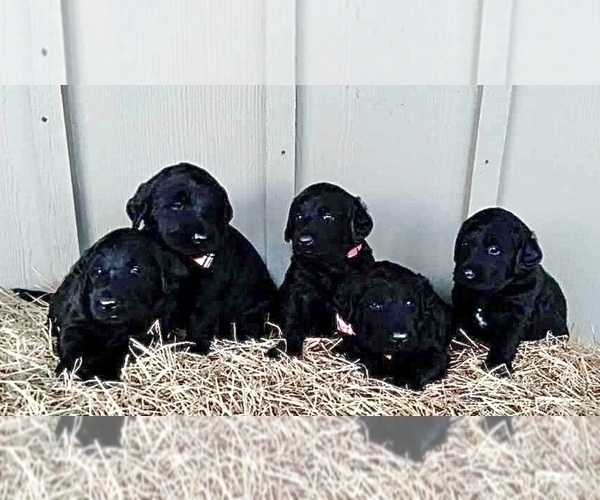 Medium Photo #3 Labradoodle Puppy For Sale in CEDAR HILL, TX, USA