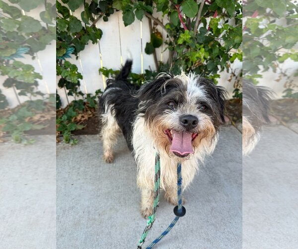 Medium Photo #7 Border Terrier-Unknown Mix Puppy For Sale in Newport Beach, CA, USA