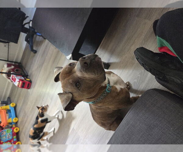 Medium Photo #5 American Staffordshire Terrier-Unknown Mix Puppy For Sale in San Diego, CA, USA