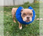 Small #1 Bulldog