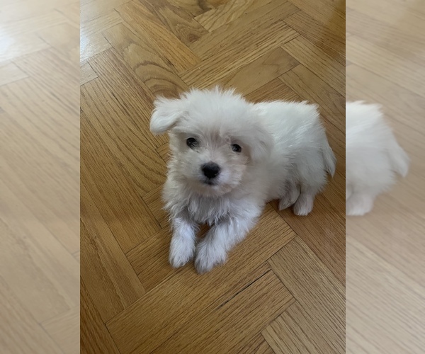 Medium Photo #2 Maltese Puppy For Sale in HOUSTON, TX, USA