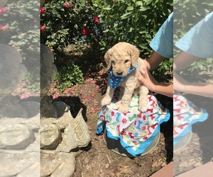 Poodle (Standard) Puppy for sale in BYRAM, MS, USA