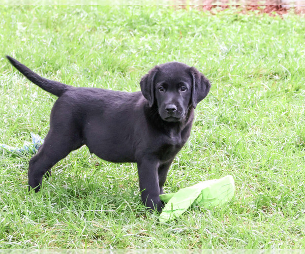 Medium Photo #4 Labrador Retriever Puppy For Sale in SYRACUSE, IN, USA